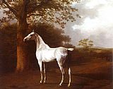 Jacques Laurent Agasse White Horse in Pasture painting